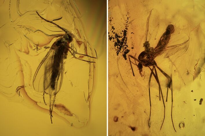 Three Fossil Flies (Diptera) In Baltic Amber #120642